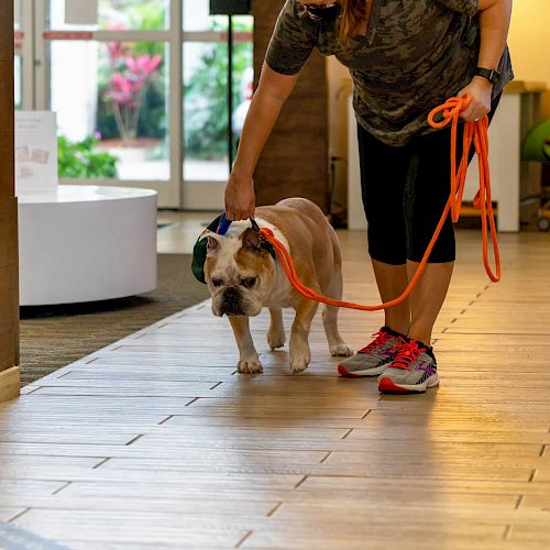 A person walking a bulldog with a leash inside a building, looking down at the dog while holding an orange leash in hand, on a tiled floor.